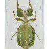 (On)geprepareerde Phyllium sp. vrouw (wandelend blad)
