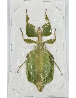 (On)geprepareerde Phyllium sp. vrouw (wandelend blad)