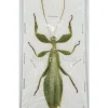 (On)geprepareerde Phyllium Celebicum man (wandelend blad)