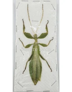 (On)geprepareerde Phyllium Celebicum man (wandelend blad)