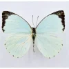 Ongeprepareerde Pieris Thalassina
