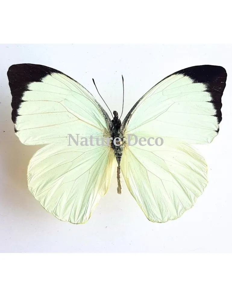 Ongeprepareerde PierisArgia