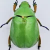 Ongeprepareerde Plusiotis Adolphi