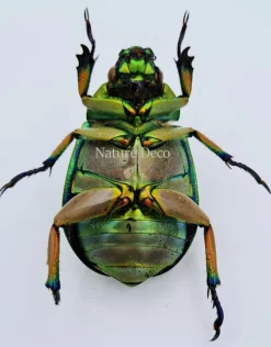 Ongeprepareerde Plusiotis Adolphi