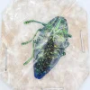 Ongeprepareerde Polybothris Sumptuosa groen