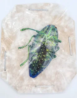 Ongeprepareerde Polybothris Sumptuosa groen