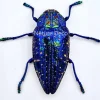 Ongeprepareerde Polybothris Sumptuosa Gemma blauw