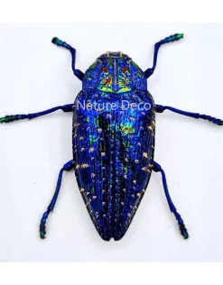 Ongeprepareerde Polybothris Sumptuosa Gemma blauw