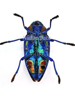 Ongeprepareerde Polybothris Sumptuosa Gemma blauw