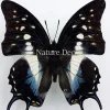 Ongeprepareerde Polyura Cognatus