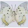 Ongeprepareerde Polyura Delphis Concha