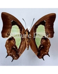 Ongeprepareerde Polyura Moori