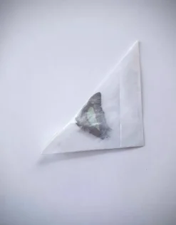 Ongeprepareerde Polyura Moori