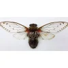 (On)geprepareerde Pomponia Intermedia (cicade)