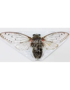 (On)geprepareerde Pomponia Intermedia (cicade)