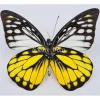 Ongeprepareerde Prioneris Thestylis