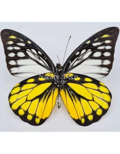 Ongeprepareerde Prioneris Thestylis