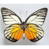 Ongeprepareerde Prioneris Philonome