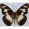 Ongeprepareerde Pseudacraea Lucretia