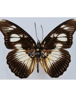 Ongeprepareerde Pseudacraea Lucretia