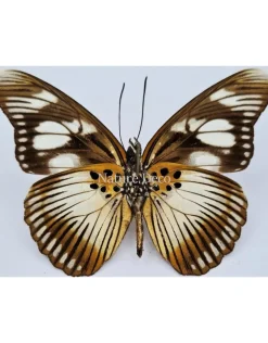 Ongeprepareerde Pseudacraea Lucretia