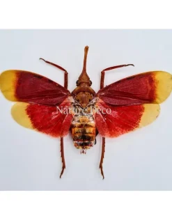 (On)geprepareerde Pyrops Hamjahii