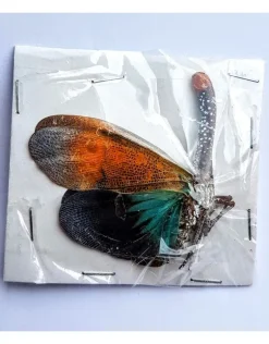 Ongeprepareerde Pyrops Pyrorhyncha