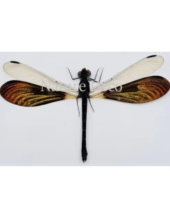 (On)geprepareerde Rhinocypha Anisoptera