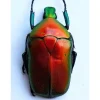 (On)geprepareerde Rhomborrhina Flammea rood