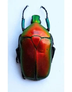 (On)geprepareerde Rhomborrhina Flammea rood