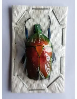 (On)geprepareerde Rhomborrhina Flammea rood