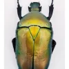 Ongeprepareerde Rhomborrhina Flammea Groen
