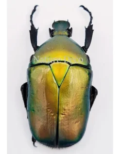 Ongeprepareerde Rhomborrhina Flammea Groen