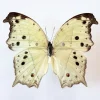 Ongeprepareerde Salamis Parhassus