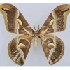 Ongeprepareerde Samia Insularis