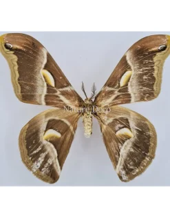 Ongeprepareerde Samia Insularis