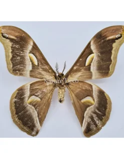 Ongeprepareerde Samia Insularis