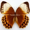 Ongeprepareerde Stichophthalma Louisa