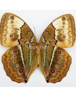 Ongeprepareerde Stichophthalma Louisa