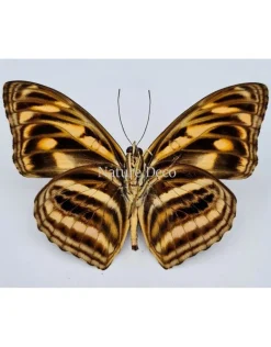 Ongeprepareerde Tacola Eulimene
