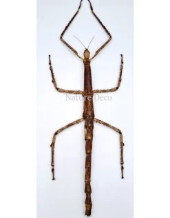 Ongeprepareerde Tirachoidea Westwoodi (wandelede tak)