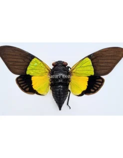 (On)geprepareerde Trengganua Sybilla (cicade)
