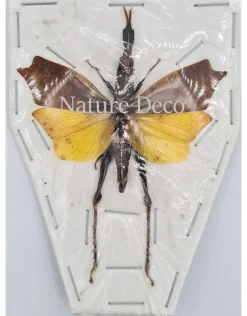 (On)geprepareerde Trigonopteryx Celebesia
