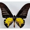 Ongeprepareerde Troides Cuneifera Cuneifera (man)