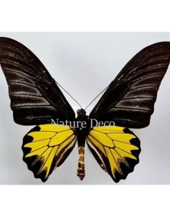 Ongeprepareerde Troides Cuneifera Cuneifera (man)