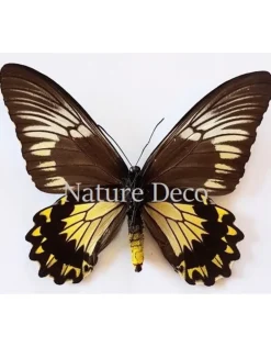 Ongeprepareerde Troides Cuneifera Cuneifera (vrouw)