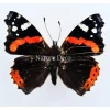 Ongeprepareerde Vanessa Atalanta