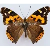 Ongeprepareerde Vanessa Indica (Indian red admiral)