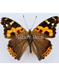 Ongeprepareerde Vanessa Indica (Indian red admiral)