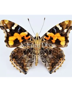 Ongeprepareerde Vanessa Indica (Indian red admiral)
